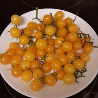Golden Currant